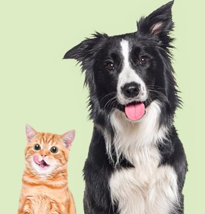 Cat and Dog side by side